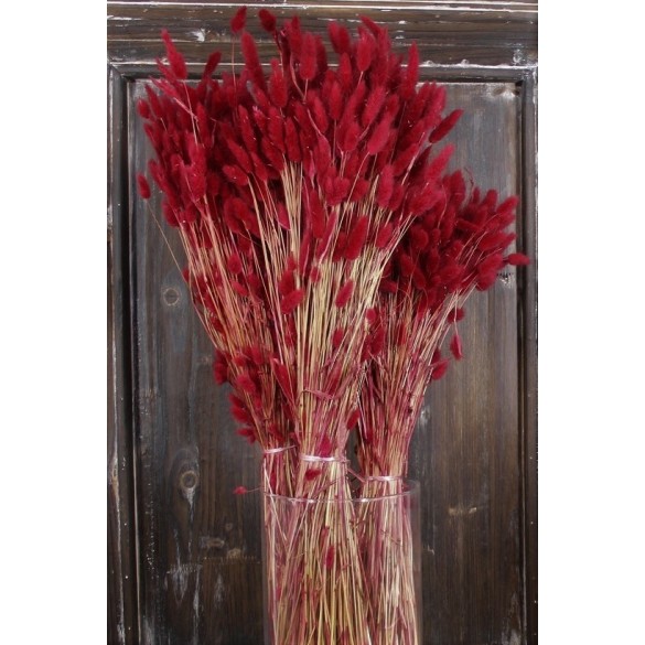 Cf 100gr lagurus topino bordeaux in Fiori Secchi