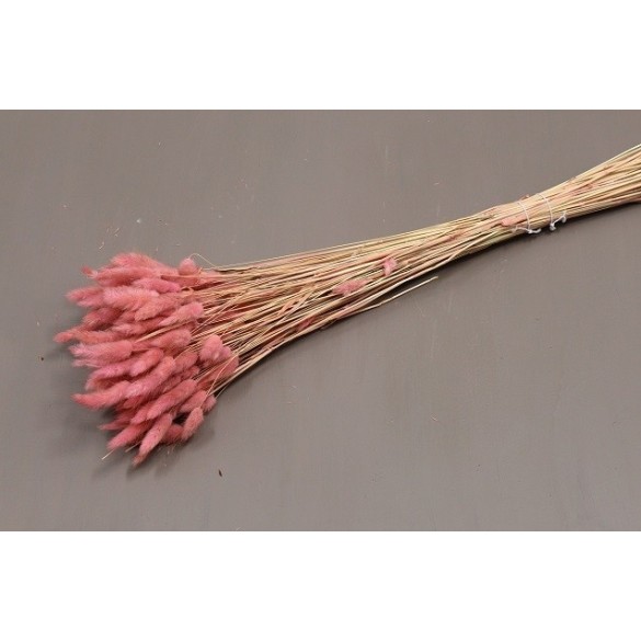 Cf 100gr lagurus topino rosa antico in Fiori Secchi