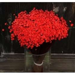 Cf 100 gr glixia extra  rossa in Fiori Secchi