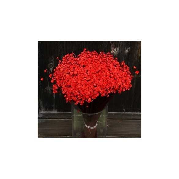 Cf 100 gr glixia extra  rossa in Fiori Secchi
