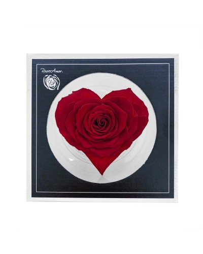 ROSA CUORE STABILIZZATA -...