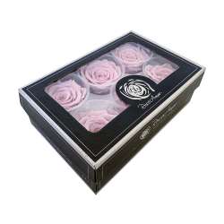 Cf 6pz rose stabilizzate dm 6-6.5 h 5-7 rosa pink