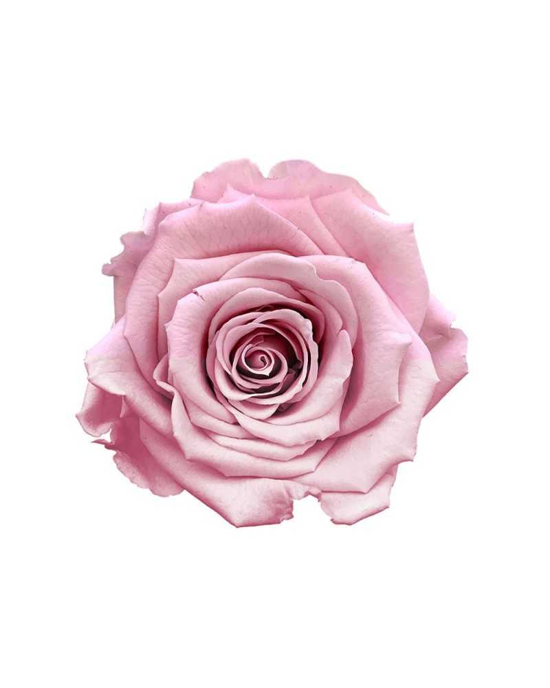 Fiori Secchi decorativi | Cf 6pz rose stabilizzate dm 6-6.5 h 5-7 rosa pink | 4027234333007