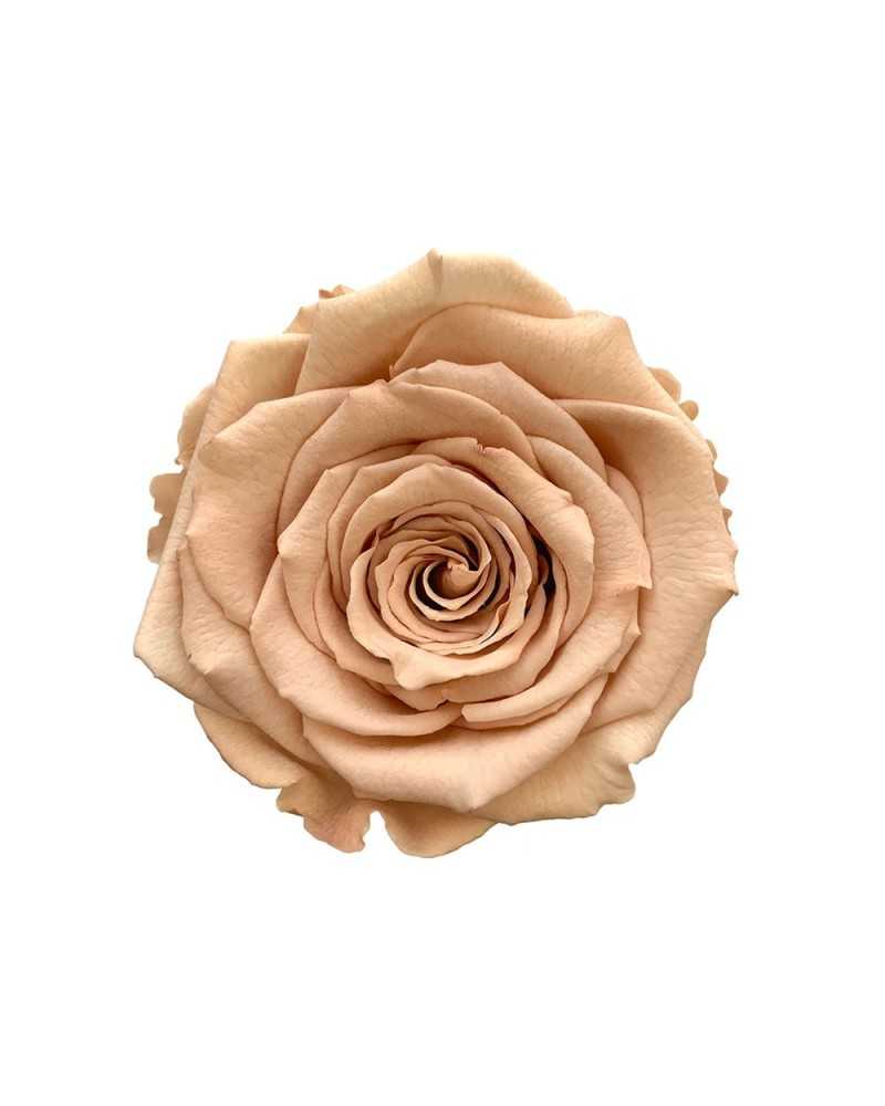 Fiori Secchi decorativi | Cf 6pz rose stabilizzate dm 6-6.5 h 5-7 toffee | 7861221220324