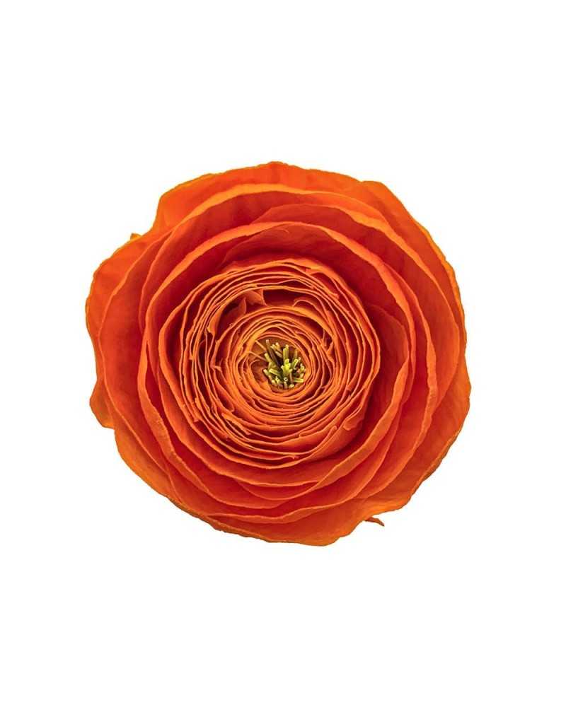 Fiori Secchi decorativi | Cf 9 pz ranuncoli stabilizzati arancio. | 4027234366715