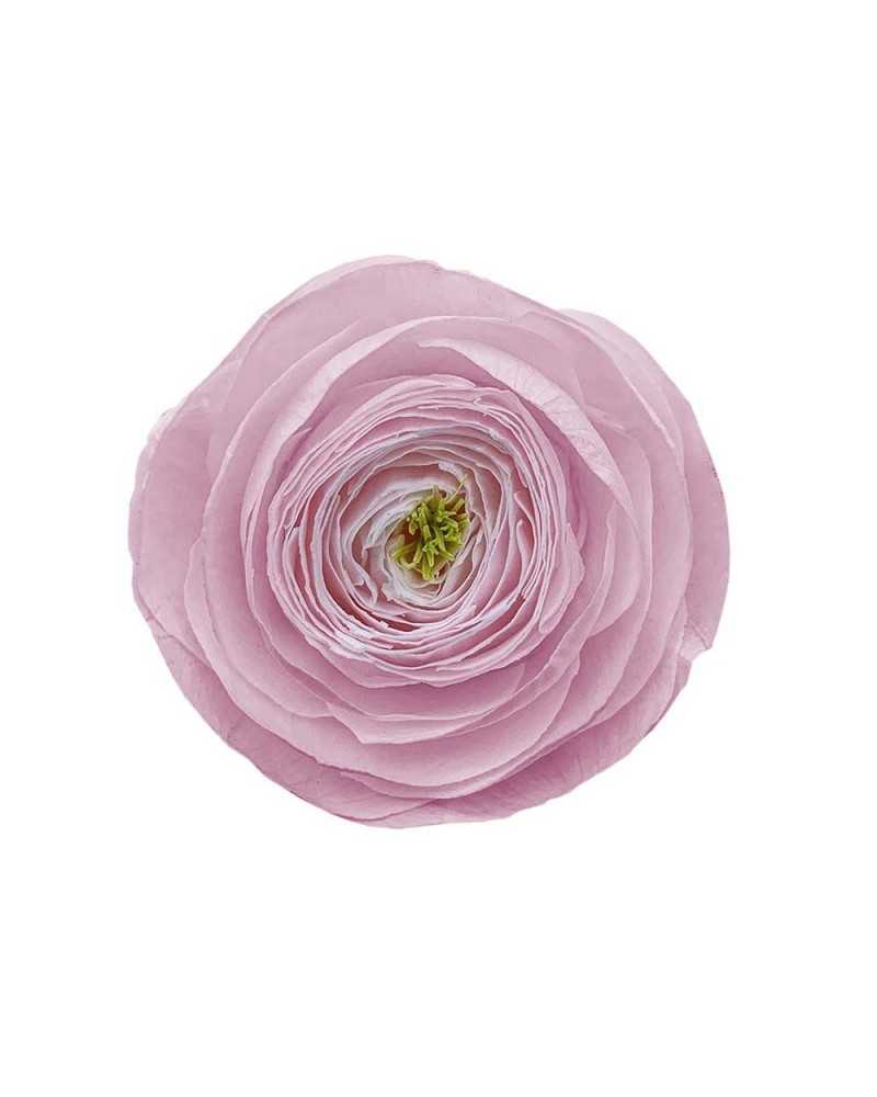 Fiori Secchi decorativi | Cf 9 pz ranuncoli stabilizzati rosa .. | 7861221224247