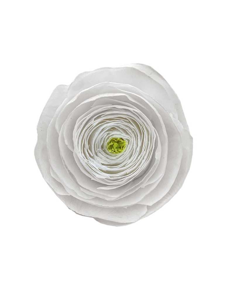 Fiori Secchi decorativi | Cf 9 pz ranuncoli stabilizzati bianchi .. | 7861221224377