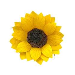 Girasole stabillizzato...