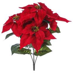 Bush poinsettia x5 cm 50 rossa di velluto