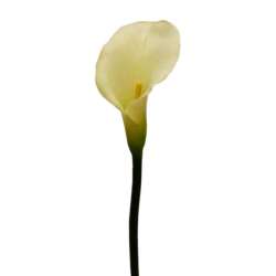 Ramo calla cm 78 cream