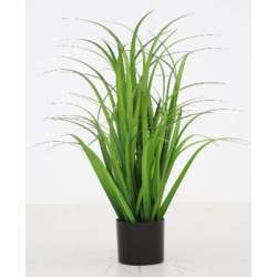 Pianta di fiume con vaso verde h 60