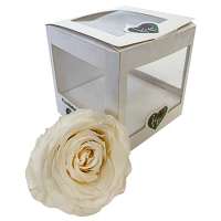 Rosa stabilizzata cm 8 bianco