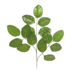 Cf 12 pz foglie x3 audrey ficus x 15 lvs h58 verdi