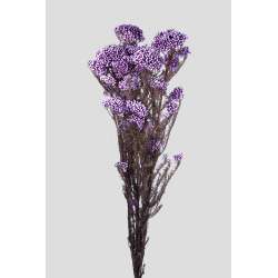 Cf 80 gr mazzo di helichrysum diosmi h40-60 lilla