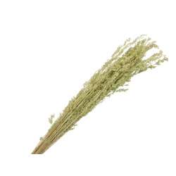 Alpha grass cm 90100 gr 100 green
