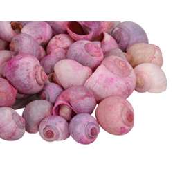 Cf 1 kg conchiglie nattai shells pink