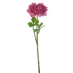 Ramo ranuncolo spray fucsia