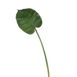 Foglia calla anthurium green