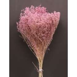 Cf 100gr broom blooms  rosa