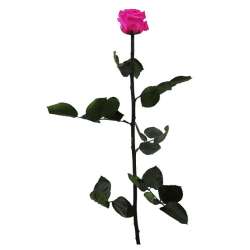 Ramo rosa stabilizzata fucsia