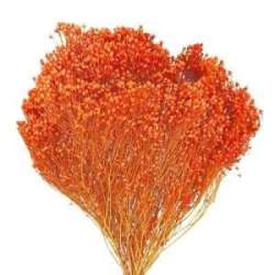 Cf 100gr broom blooms arancio