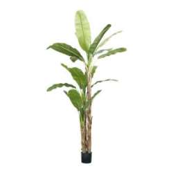 Pianta di banano x2  h 270 verde