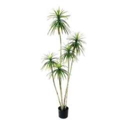 Pianta yucca gloriosa con vaso h 230 verde