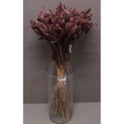 Cf 100gr lagurus topino brown corteccia