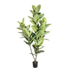 Pianta ficus  x3 h 200 verde