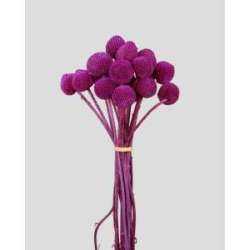 Cf 20 pz craspedia dm2.53 cm h55 magenta