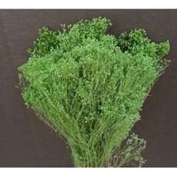 Cf 100gr broom blooms  verde chiaro