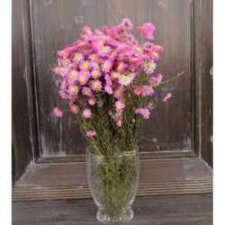 Cf 100 gr mazzo acroclineum h 50-60 rosa
