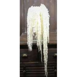 Cf 100gr  amaranthus bianco