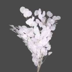 Cf 100 gr mazzo eucalyptus populus h 50-70 white