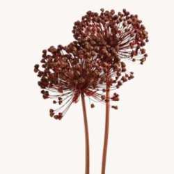 Cf 2 allium colorato red