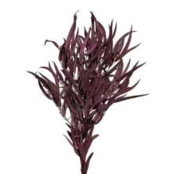Cf 150 gr mazzo eucalyptus exotica burgundy
