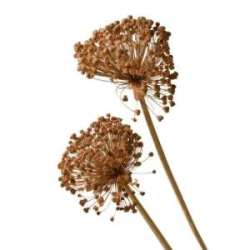 Cf 2 allium colorato pesca