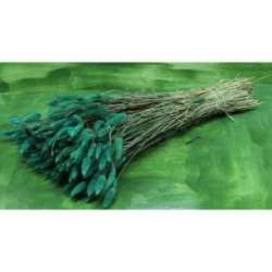 Cf 100gr lagurus topino verde petrolio