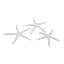 STELLE MARINE NATURALI  - D.7/10 CM - CREMA in Oggettistica