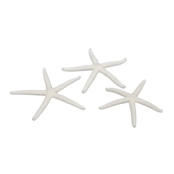 STELLE MARINE NATURALI  - D.7/10 CM - CREMA in Oggettistica