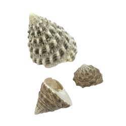 Cf.500 gr conchiglie echin.ass.