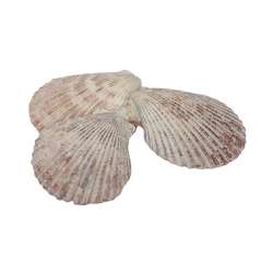 Cf 500gr conchiglie capes naturali