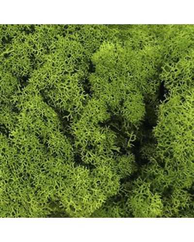 Decorazioni | Muschio Nordico Decorativo Verde 500g – Naturale, Stabilizzato e Versatile | 1216005820553