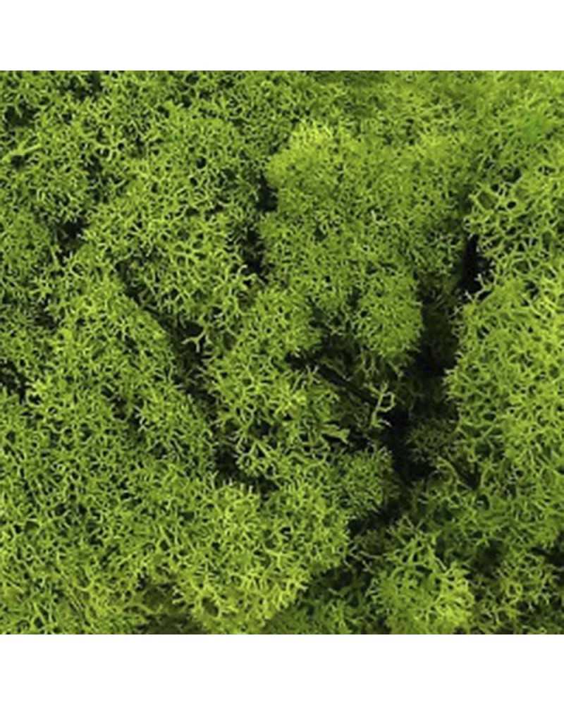 Decorazioni | Muschio Nordico Decorativo Verde 500g – Naturale, Stabilizzato e Versatile | 1216005820553