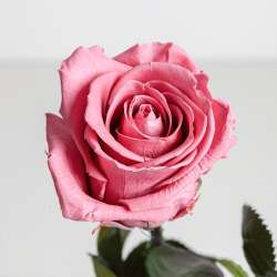 Ramo rosa stabilizzata fucsia