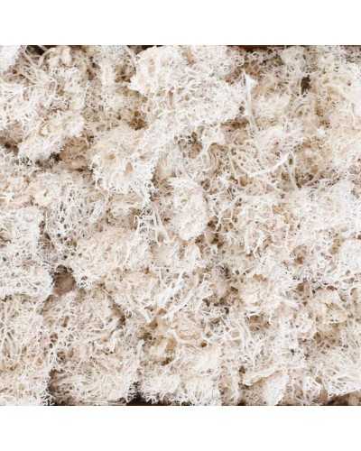 muschio nordico decorativo bianco in confezione da 500g