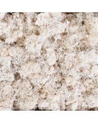 Muschio Nordico Decorativo Bianco – Confezione da 500 g