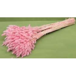 Cf 100gr lagurus topino rosa