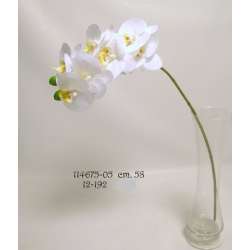 Ramo phaleno spray cm 76  cream