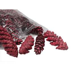 Cf 25pz pigne cm 2025 strobus rosse
